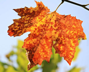 Picture showing a brown leaf advertising the Circle of Leaf - short video